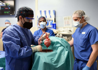 Genetically modified pig heart transplanted into a human for the first time