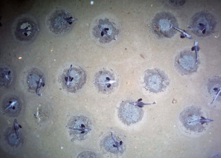 Icefish: 60 million nests found in the seafloor near Antartica