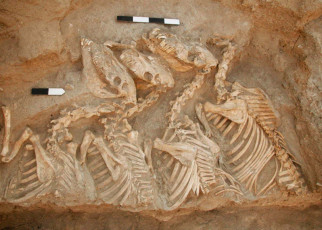 Archeology: Hybrid animal in 4500-year-old tomb is earliest known bred by humans