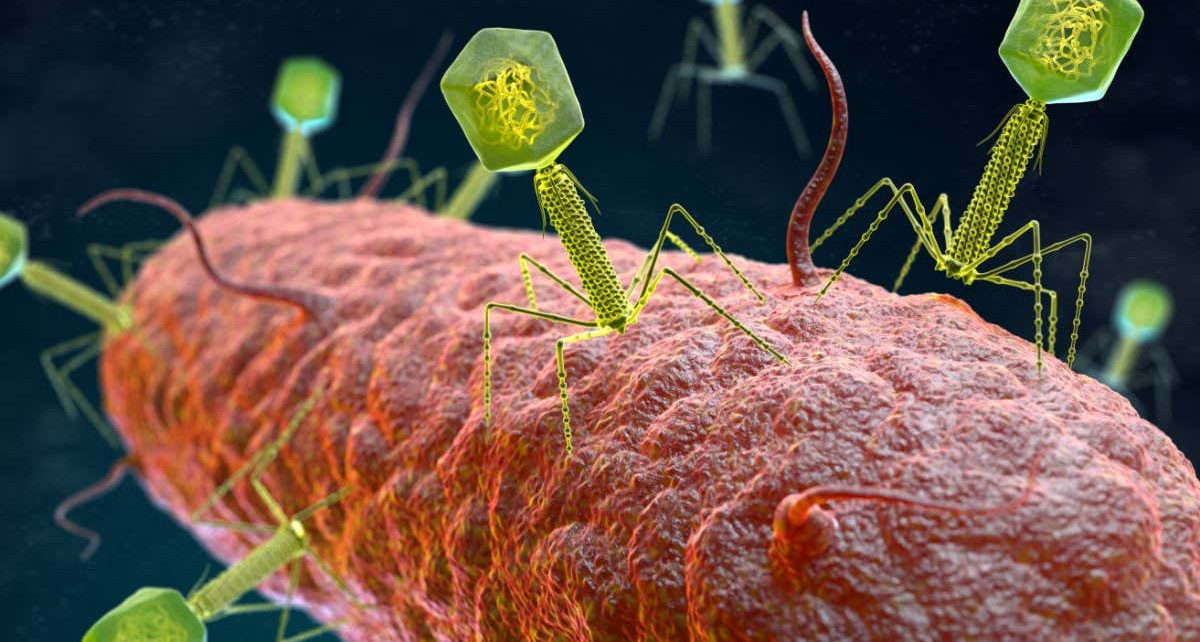 Phage therapy: Treatment for superbug infections is being tested in Belgium