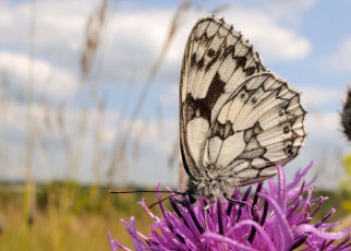 Air pollution makes it harder for pollinators to find plants