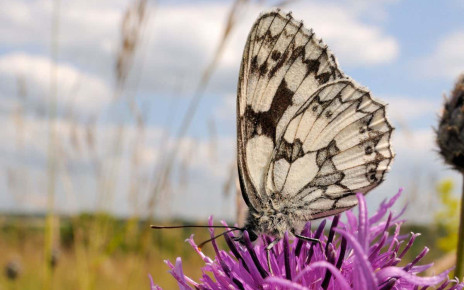 Air pollution makes it harder for pollinators to find plants