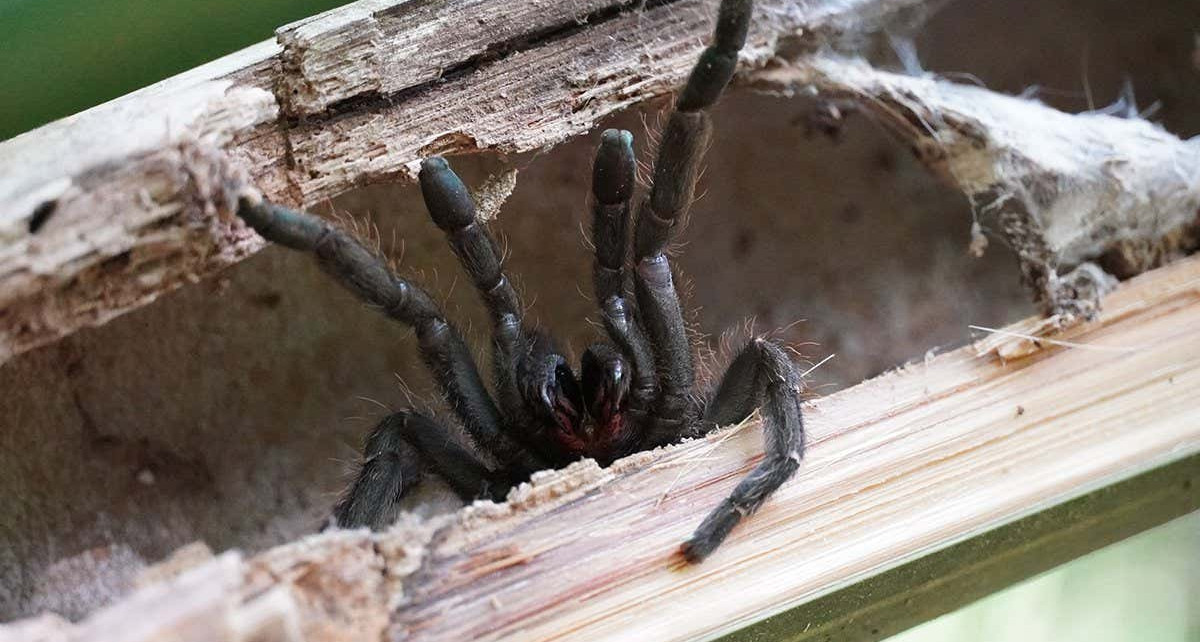 New tarantula species: YouTuber finds new-to-science tarantula that lives in bamboo stems