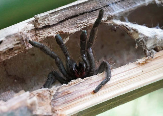 New tarantula species: YouTuber finds new-to-science tarantula that lives in bamboo stems