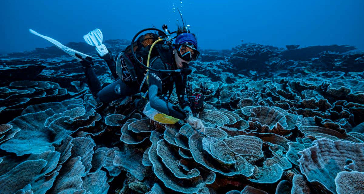 Coral reefs: Pristine community discovered in deep water off the coast of Tahiti