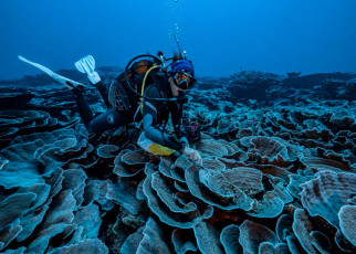 Coral reefs: Pristine community discovered in deep water off the coast of Tahiti