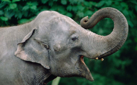 Elephants: Trunk may be one of most sensitive body parts of any animal