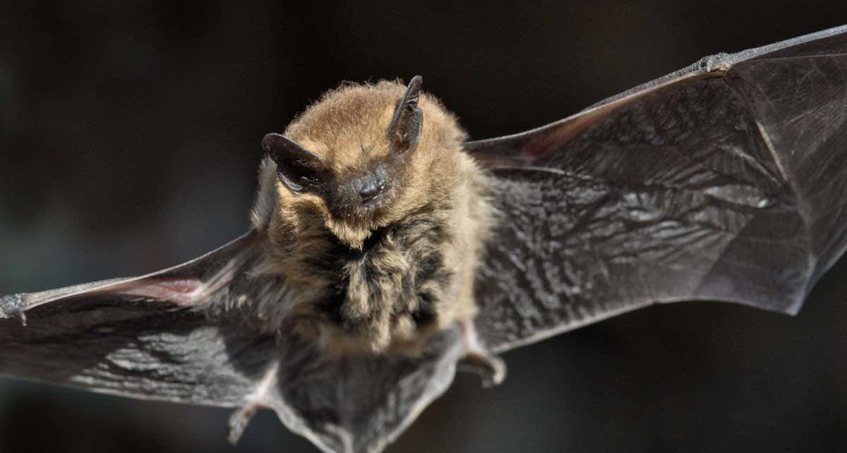 Bat evolution: Subtle change to inner ear bone distinguishes two major groups