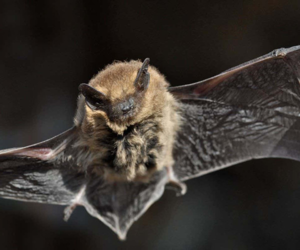 Bat evolution: Subtle change to inner ear bone distinguishes two major groups