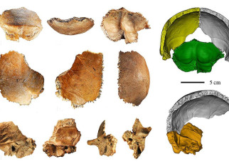 Human evolution: 160,000-year-old fossil may be the first Denisovan skull we've found