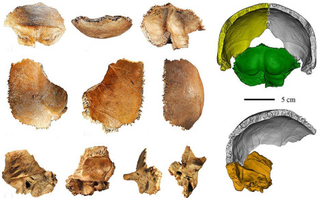 Human evolution: 160,000-year-old fossil may be the first Denisovan skull we've found