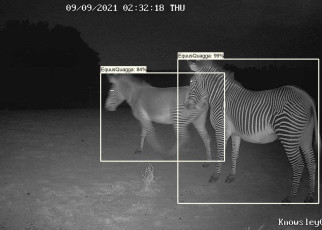 AI identifies wounded wild animals and poachers in camera trap footage