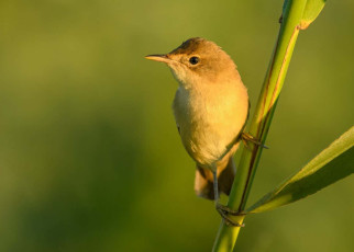 Bird navigation: Slope of Earth’s magnetic field may be ‘stop sign’ for migrating species