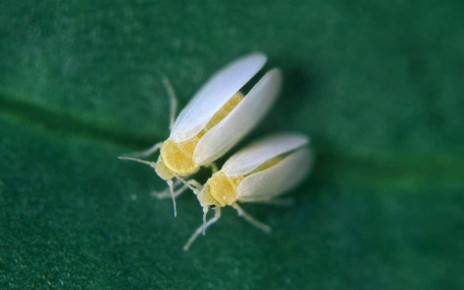 Whiteflies have acquired dozens of genes from plants they eat
