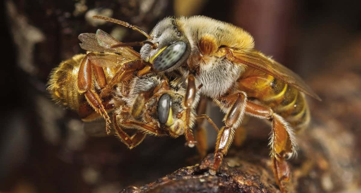 Stingless bees: Some colonies have to kill thousands of wannabe queens