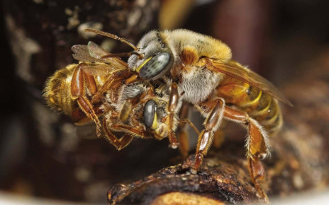 Stingless bees: Some colonies have to kill thousands of wannabe queens