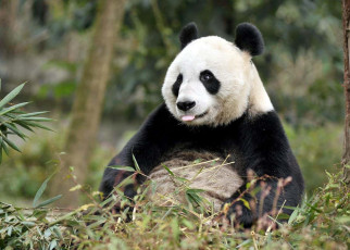 Giant pandas are more likely to reject cubs born via artificial insemination