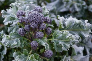 Brassica oleracea - Early purple sprouting broccoli covered in frost in a vegetable garden