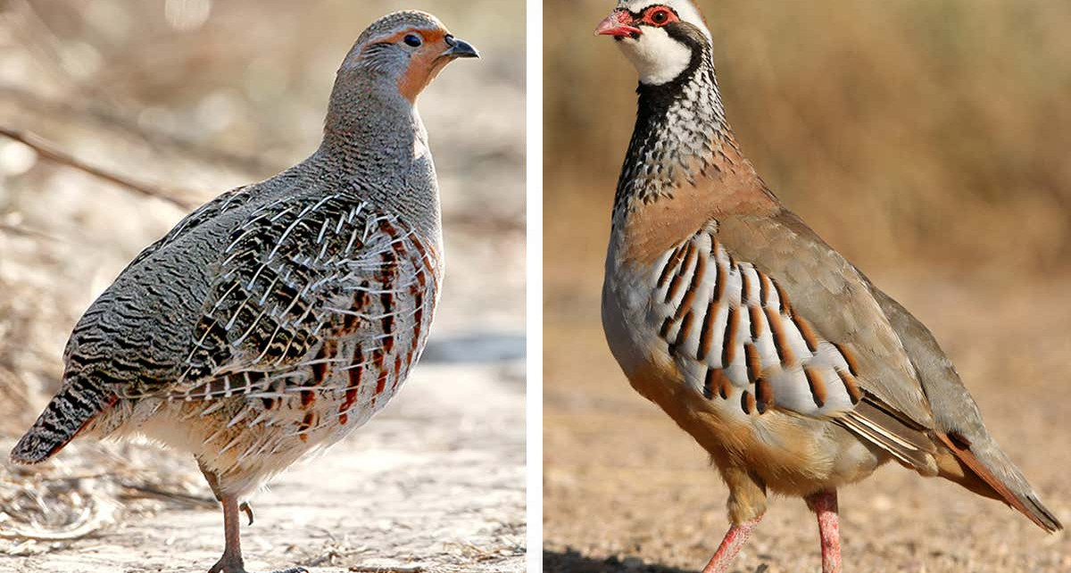 Wild Wild Life newsletter: The natural history of partridges and pears