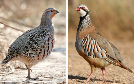 Wild Wild Life newsletter: The natural history of partridges and pears