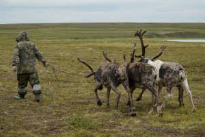 J2PT2X The herder walks with the team of reindeer in the tundra. The Yamal Peninsula. Summer time.