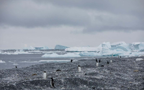 New penguin colonies not previously known to science have been found in the Antarctic by researchers from Stony Brook University. These include a new gentoo penguin colony never before recorded at Andersson Island, on the east side of the Antarctic Peninsula. This is one of the southmost records for Gentoo penguins breeding on the eastern side of the Antarctic Peninsula, where until recently it was far too icy for the more temperate Gentoo penguin to successfully raise chicks. Before this discovery, only one solitary Gentoo nest had been found this far south, but researchers have now discovered a colony of 75 gentoo nests.