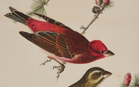Print depicting Purple Finches