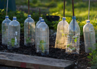 Plastic bottle cloches protecting lettuce and pea shoots