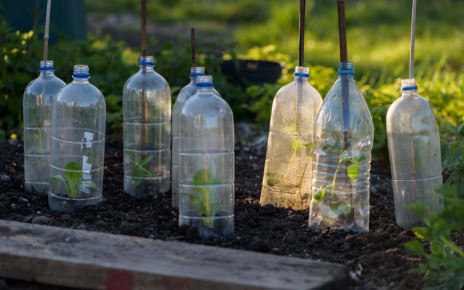 Plastic bottle cloches protecting lettuce and pea shoots