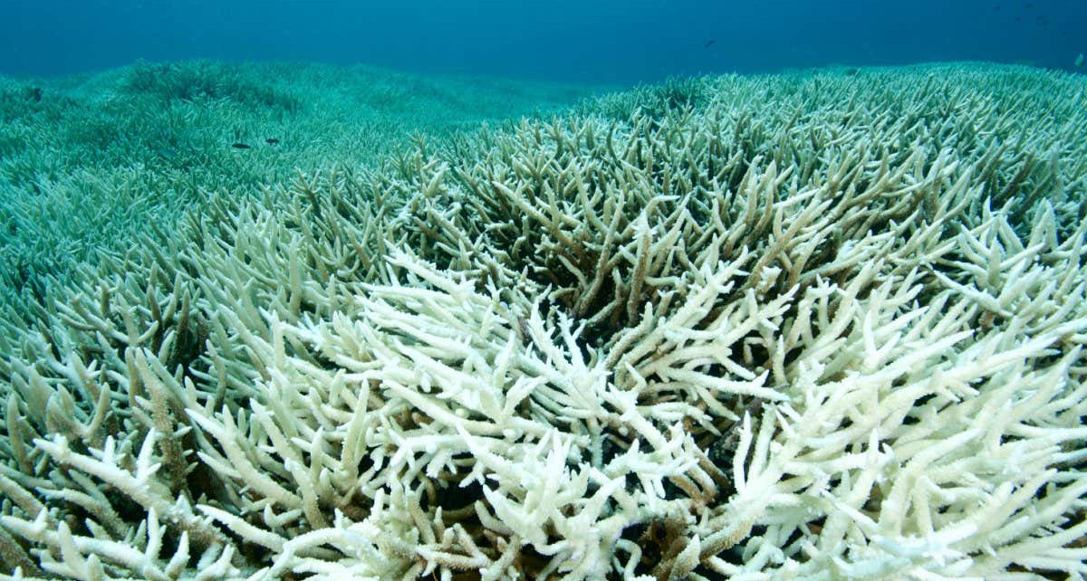 Coral reefs: Cool water refuges will disappear with 2°C of global warming
