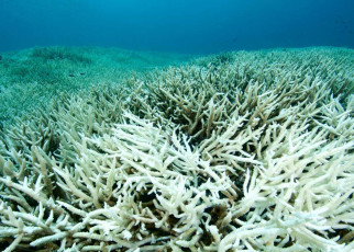 Coral reefs: Cool water refuges will disappear with 2°C of global warming