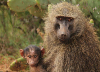 Baboons: A tough infancy leaves females less sociable as adults