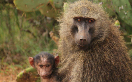 Baboons: A tough infancy leaves females less sociable as adults