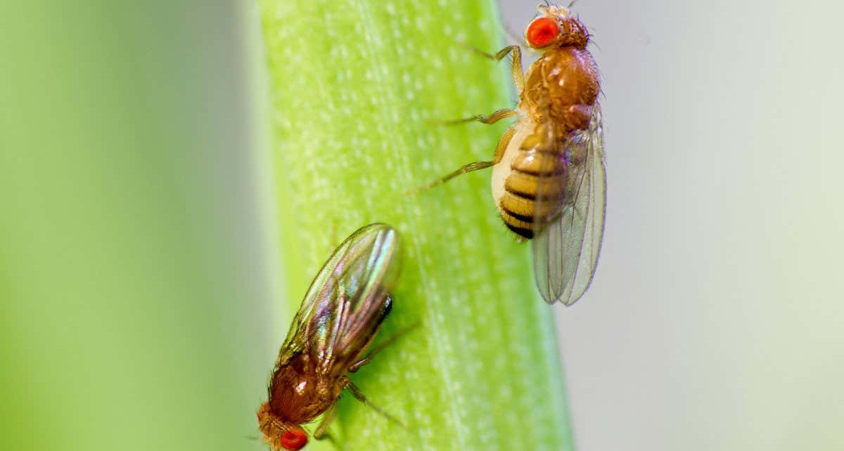 Animal intelligence: Fruit flies’ learning styles may not be dictated by nature or nurture alone