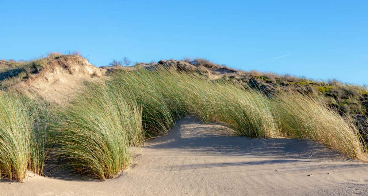 The sand dunes or dyke at Dutch north sea coastline, Selective focus of european marram grass (beach grass) under blue sky as background, Nature pattern texture background, North Holland, Netherlands.; Shutterstock ID 1856704600; purchase_order: NS 12 Feb 2022; job: Photo; client: NS; other: