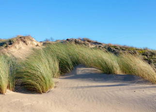 The sand dunes or dyke at Dutch north sea coastline, Selective focus of european marram grass (beach grass) under blue sky as background, Nature pattern texture background, North Holland, Netherlands.; Shutterstock ID 1856704600; purchase_order: NS 12 Feb 2022; job: Photo; client: NS; other: