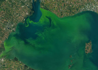 Algal blooms in freshwater lakes are becoming more common worldwide