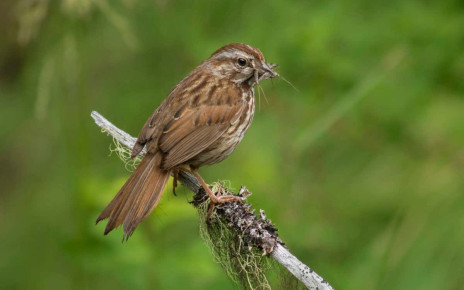 Fear of predators means sparrows struggle to raise chicks to adulthood