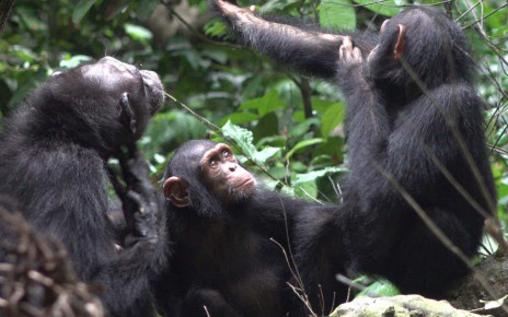 Chimpanzees spotted apparently using insects to treat their wounds