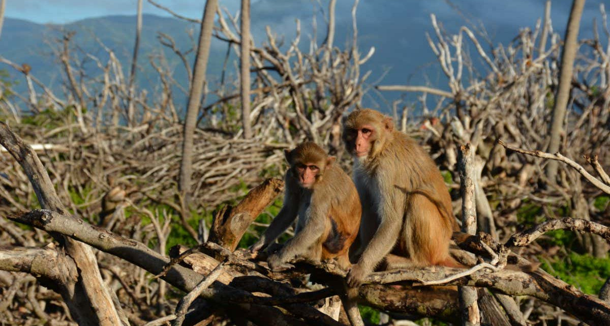 Hurricane Maria: Living through the storm accelerated the ageing process for monkeys