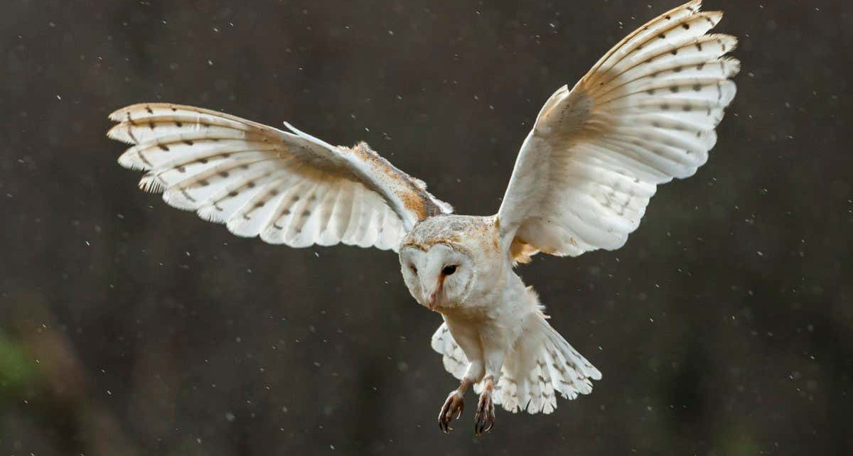 Drones: Giving small flying craft barn owl-like tails may make them more efficient flyers