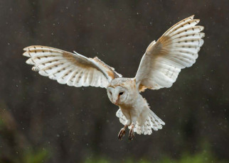 Drones: Giving small flying craft barn owl-like tails may make them more efficient flyers