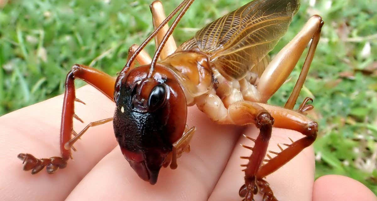 Strongest insect bite: The raspy cricket has strongest bite force of 650 species