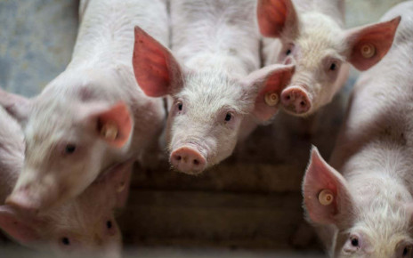 Pig organ transplants: Team in China hopes to start first trial of pig skin grafts this year