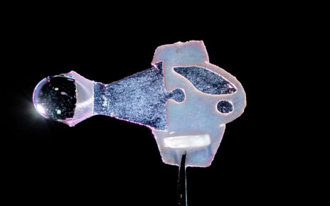 Robotic fish: Synthetic fish powered by human cardiac cells gives fresh insight into heart