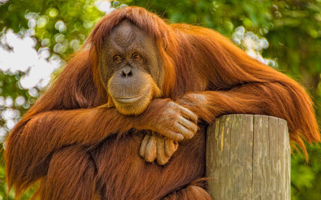 Orangutans can learn how to use stone tools as hammers and knives