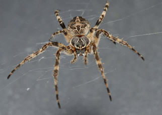Spider webs may act as most sensitive ‘ears’ in the known natural world