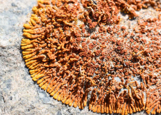 Lichens are in peril because they adapt so slowly to climate change