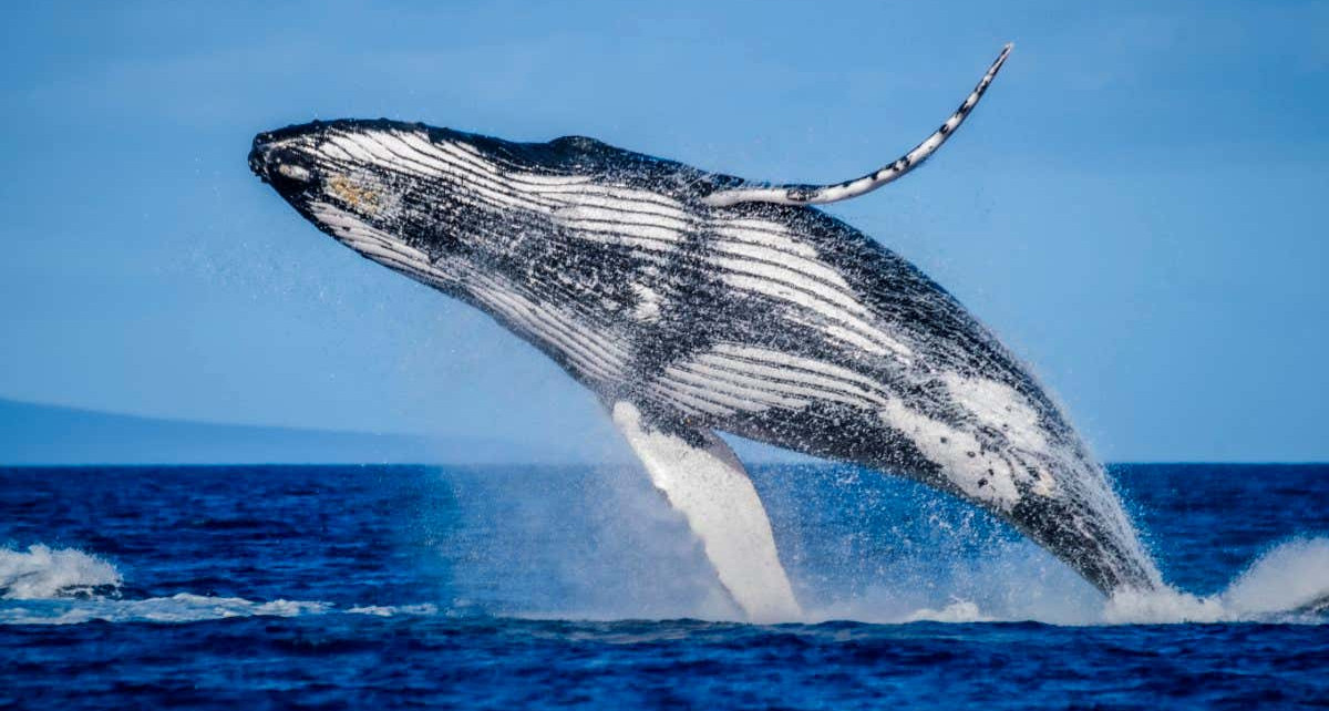 Humpback whales: Some males travel 6000 kilometres in search of a mate