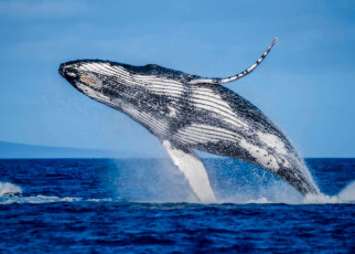 Humpback whales: Some males travel 6000 kilometres in search of a mate